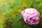 Very tender big pink rose after rain.