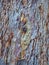 Very Textured Bark on Old Eucalyptus Tree