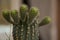 Very thorny potted cactus buds