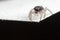 Very tiny jumping spider over banknote