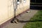 Very tired and sleepy cute old mixed breed dog and his best friend cat calmly resting near suburban family house wall