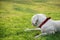 Very tired white dog lying on green grass