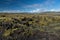 Very typical view of southern Iceland black rocky lava plains, covered by moss,lichens, bilberry and crowberry