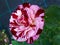 Very unique, beautiful rose bush `New Imagine` with large perfumed blooms of two-tone burgundy-violet, broadly streaked with whi