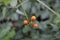 Very unusual flowers Campsis radicans, trumpet vine, trumpet creeper, original buds and flowering on the target leafy background.