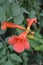 Very unusual flowers Campsis radicans, trumpet vine, trumpet creeper, original buds and flowering on the target leafy background.