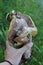 Very unusual shape of boletus mushroom in human hand