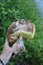 Very unusual shape of boletus mushroom in human hand