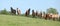 Very various barch of horses running on pasturage