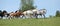 Very various barch of horses running on pasturage