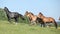 Very various barch of horses running on pasturage