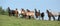 Very various barch of horses running on pasturage