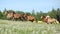 Very various barch of horses running on pasturage