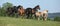 Very various barch of horses running on pasturage