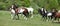 Very various batch of horses running on pasturage