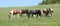 Very various batch of horses running on pasturage