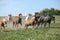 Very various batch of horses running on pasturage