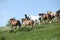 Very various batch of horses running on pasturage