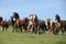 Very various batch of horses running on pasturage