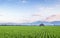 Very vast, broad, extensive, spacious rice field, streched into the horizon