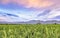 Very vast, broad, extensive, spacious rice field, stretched into the horizon