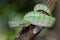 A very venomous and endemic snake Sabah Pit Viper Bornean Keeled Pit Vipe with nature green background
