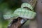 A very venomous and endemic snake Sabah Pit Viper Bornean Keeled Pit Vipe with nature green background