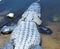 A very wide and heavy Florida Alligator sunning before going hunting.