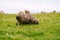 Very wool sheep grazes in a green field and there is grass against the background of the herd.