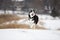 Very yappy blue-eyed Siberian husky runs through the snow.