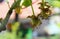 Very young Actinidia kiwi fruit on the branches from my organic garden