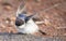 Very young Barn Swallow sitting on the ground learning to fly