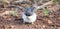 Very young Barn Swallow sitting on the ground learning to fly