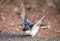 Very young Barn Swallow sitting on the ground learning to fly