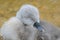 A very young cygnet sleeping