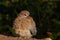 Very young fledgling dove on a branch 6527