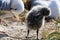 A very young, fluffy seagull chick is mimicking its Mum and grooming itself