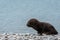 Very young fur seal pup, on a rocky beach against glacial blue water, Salisbury Plain, South Georgia