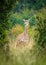 A very young giraffe calf is hiding amongst the bushes and trees