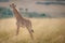 A very young giraffe calf in the savannah