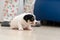 A very young jack russell terrier puppy dog is walking around the floor at home.