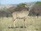 A very young kudu male in the Ladysmith area