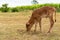 A very young male calf is chewing the grass