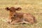 A very young male calf sitting on the grass