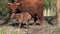 a very young newborn calf of a Scottish highlander