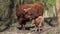 a very young newborn calf of a Scottish highlander