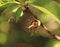 Very young Peach fruit growing on a tree