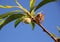 Very young Peach fruit growing on a tree