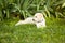 Very young puppy golden retriever lays in grass