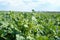 A very young rapeseed field in spring